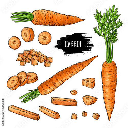 Hand drawn natural vegetable set of whole carrot, pieces, slices isolated on white background with label. Design for shop, market, book, menu, poster, banner. Vector colorful sketch illustration