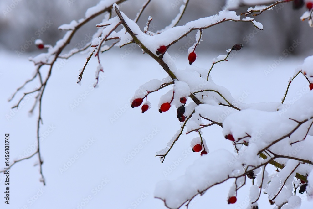 Rosehip berries covered with snow and icicles Rosehip berries covered with snow and icicles