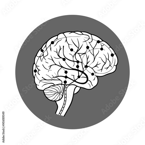 vector illustration of a human br