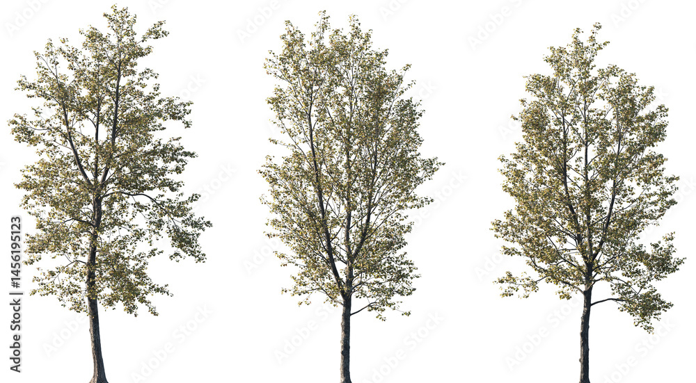 Fototapeta premium Set of autumn Populus × canadensis (known as Canadian poplar or Carolina poplar) frontal set trees isolated png on a transparent background perfectly cutout