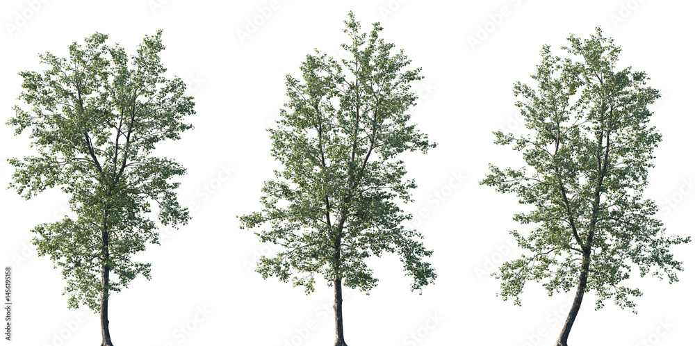 Set of Populus × canadensis (known as Canadian poplar or Carolina poplar) frontal set trees isolated png on a transparent background perfectly cutout Set of Populus × canadensis (known as Canadian poplar or Carolina poplar) frontal set trees isolated png on a transparent background perfectly cutout