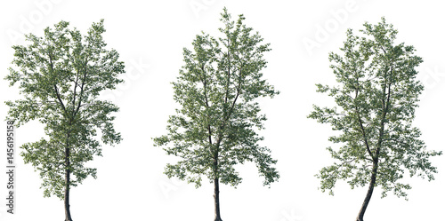 Set of Populus × canadensis (known as Canadian poplar or Carolina poplar) frontal set trees isolated png on a transparent background perfectly cutout
