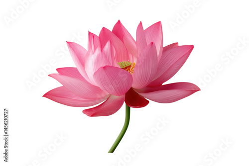 Pink lotus flower with green leaf and stem, isolated on transparent background