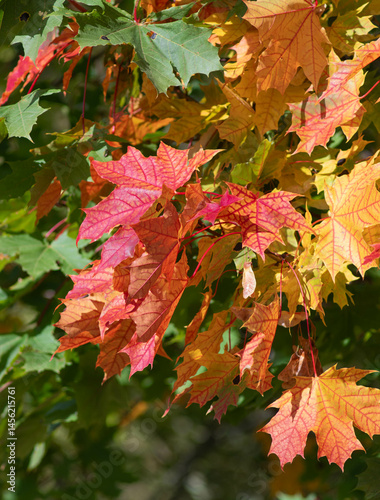 bright autumn leaves on a green background