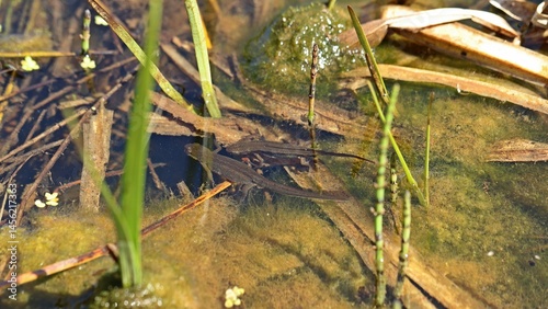 Balz des Fadenmolchs (Lissotriton helveticus) im Tümpel