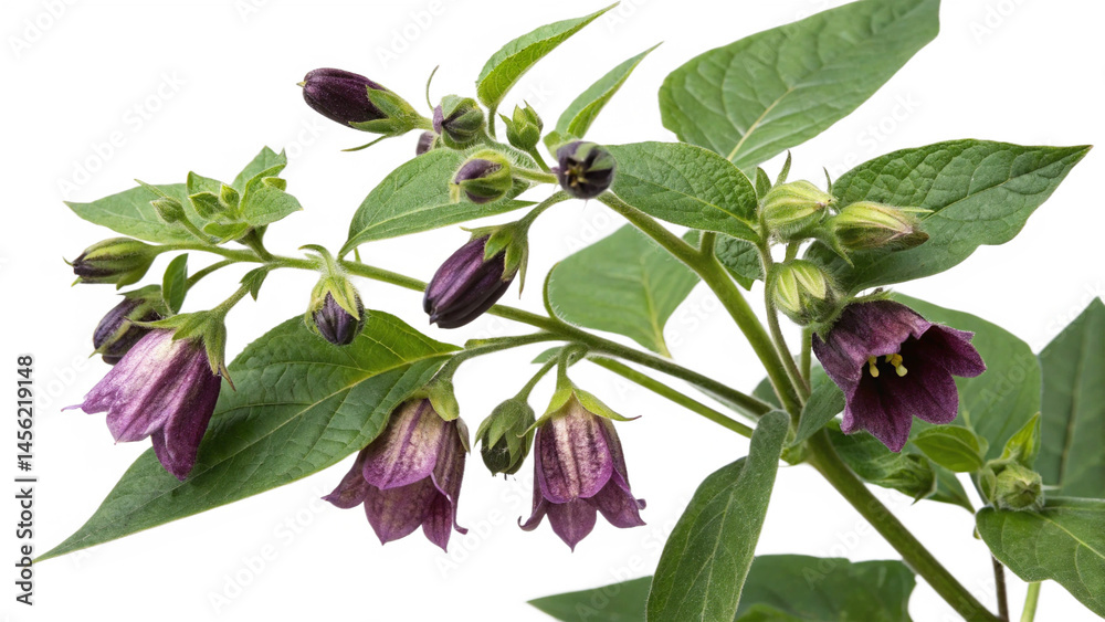 Fototapeta premium Herbal plant Atropa belladonna or Belladonna on white or transparent background