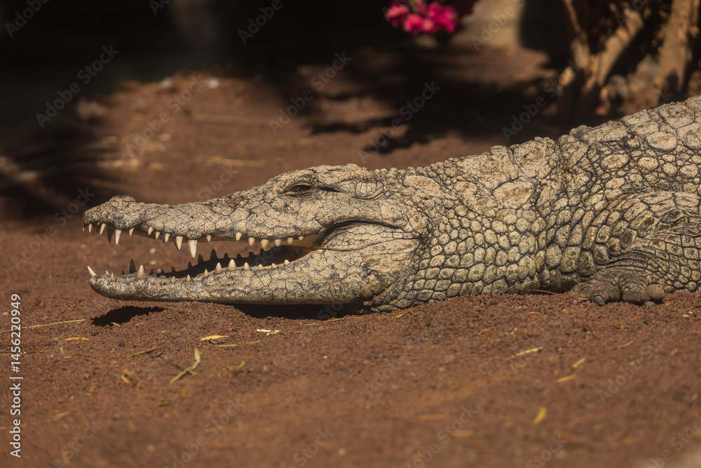 Fototapeta premium Crocodile in the zoo park on the island of Gran Canaria Spain