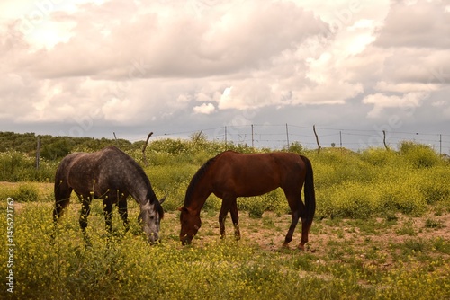 Fototapeta Naklejka Na Ścianę i Meble -  Two horses grazing on a green pasture at a farm. Tranquil countryside scene with animals in nature.

