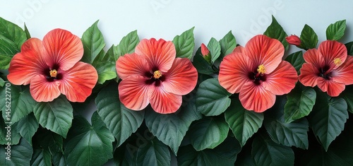 Wallpaper Mural Vibrant Hibiscus Blossom Border: A Summer Floral Panorama Torontodigital.ca