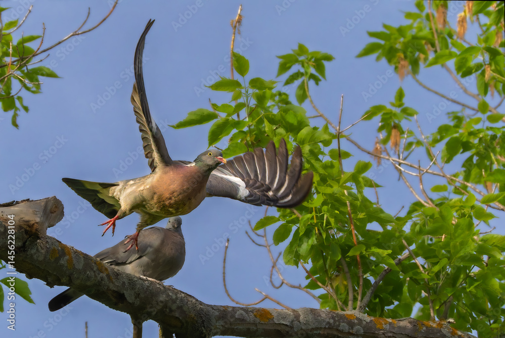 pigeon taking flight in the morning light