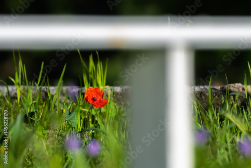 Obraz na płótnie poppy close-up in the morning light w salonie