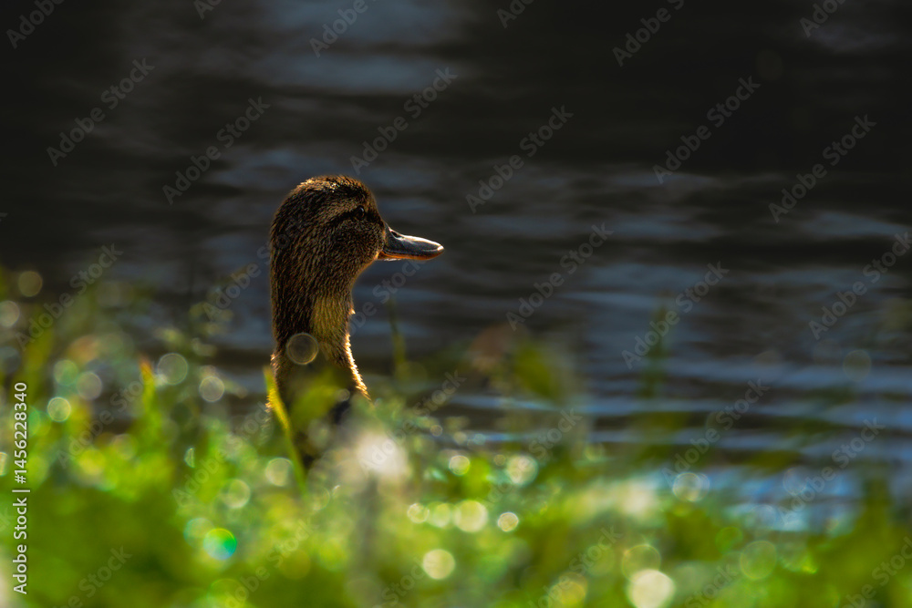 mallard duck in the morning light