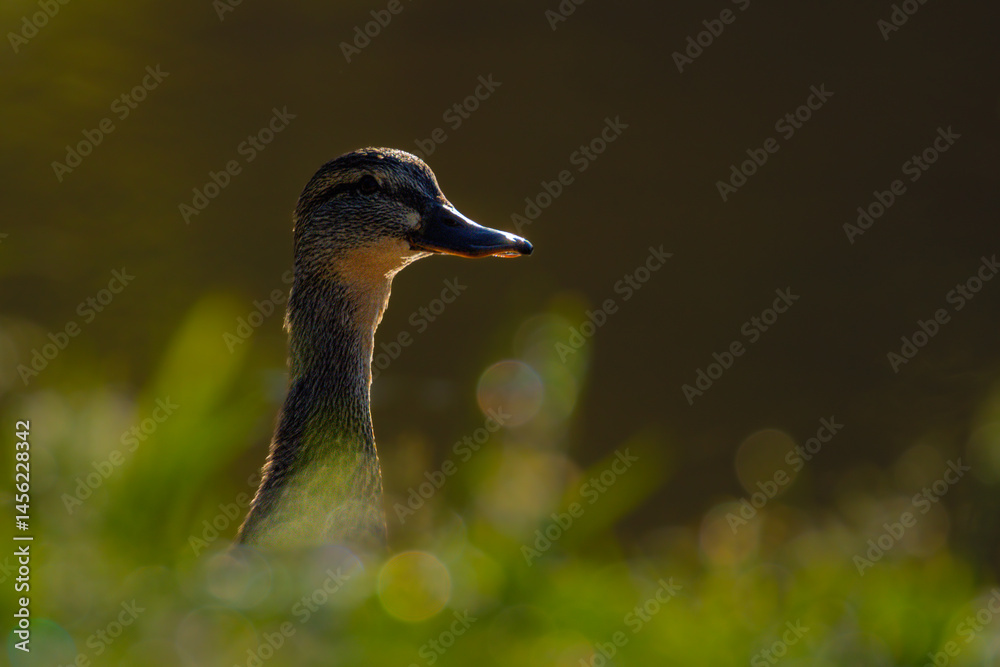 mallard duck in the morning light