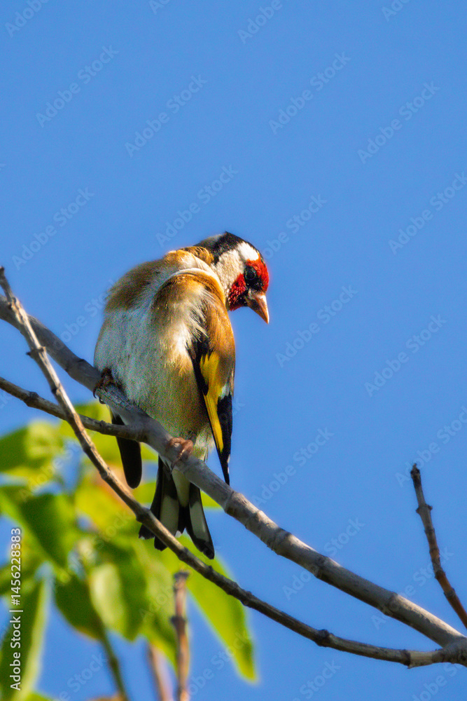 European Goldfinch perched on a branch in the morning light