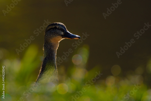 Obraz na płótnie mallard duck in the morning light w salonie