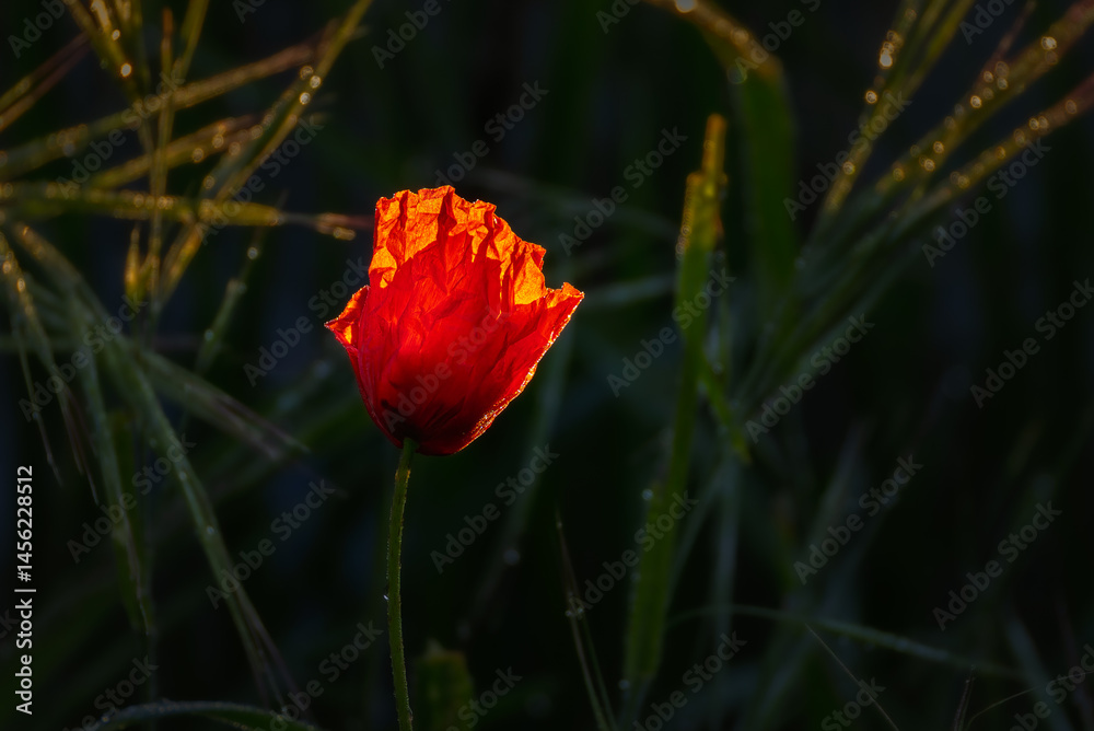 poppy close-up in the morning light