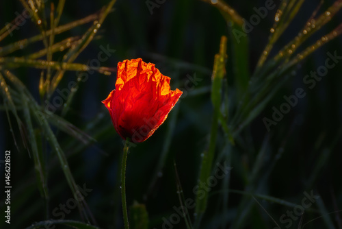 Obraz na płótnie poppy close-up in the morning light w salonie