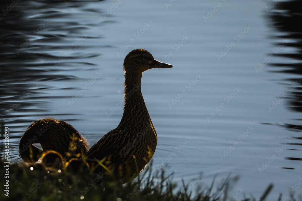 mallard duck in the morning light