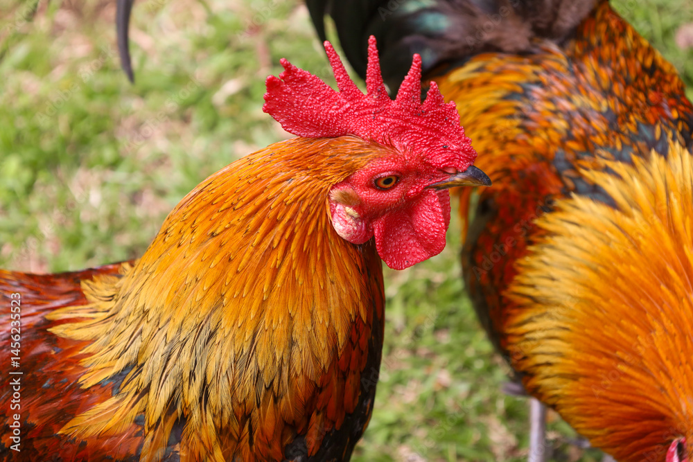 Fototapeta premium chicken, hen, rooster, poultry, cock, chick, comb, cockerel, bird, farm, feather, agriculture, fowl, beak, domestic, portrait, farming, livestock, rural, red, feathers, head, meat, bantam, colorful,