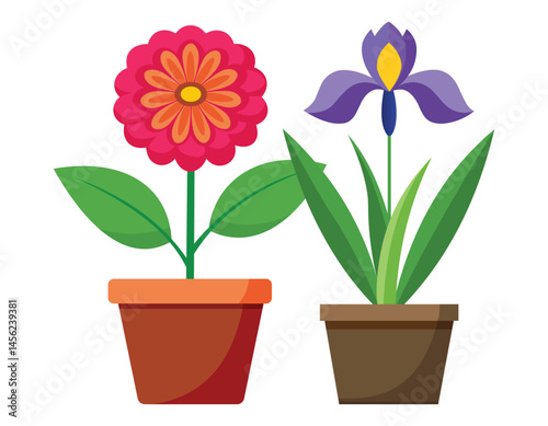 Colorful Flowers Isolated on White Background
