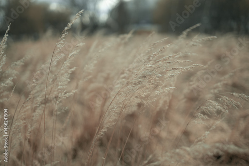 Obraz na płótnie A close-up shot of dry grass swaying in the breeze, with blurred background of the meadow. The warm tones of the grass create a serene and natural outdoor atmosphere. w salonie