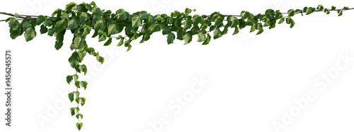 Vine plant, Branch creeper leaf green, Liana tropical nature.