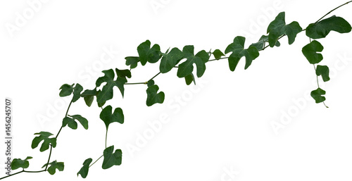 Vine plant, Branch creeper leaf green, Liana tropical nature.