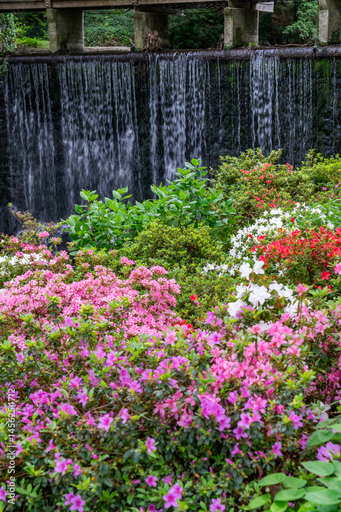 Obraz premium A spring garden in full bloom