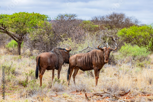 View of wildlife animals in game reserve on safari