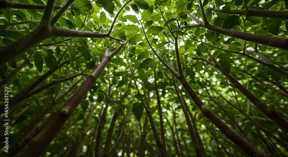 Looking Up At Dense Foliage Creating Abstract Natural Background Looking Up At Dense Foliage Creating Abstract Natural Background