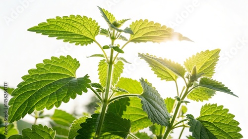Backlit Lemon Balm Close-up...
