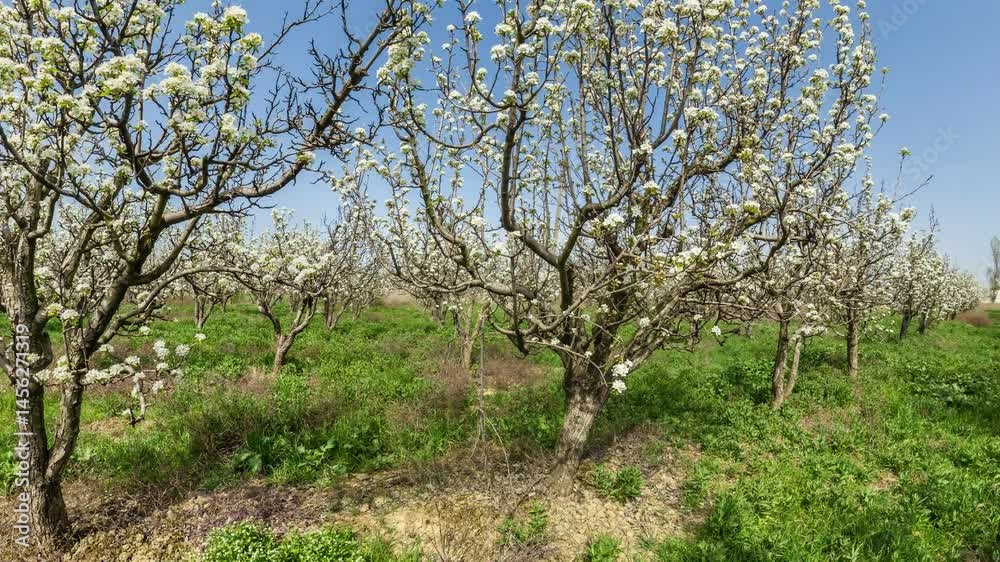 Cherry Blossom Orchard Spring Landscape, Flowers Blooming, Nature Beauty Cherry Blossom Orchard Spring Landscape, Flowers Blooming, Nature Beauty