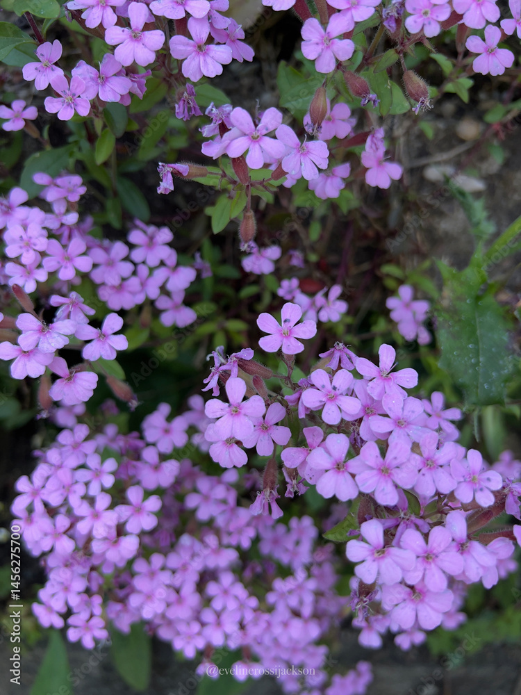 Fototapeta premium Lilac Flowers blooming in the spring