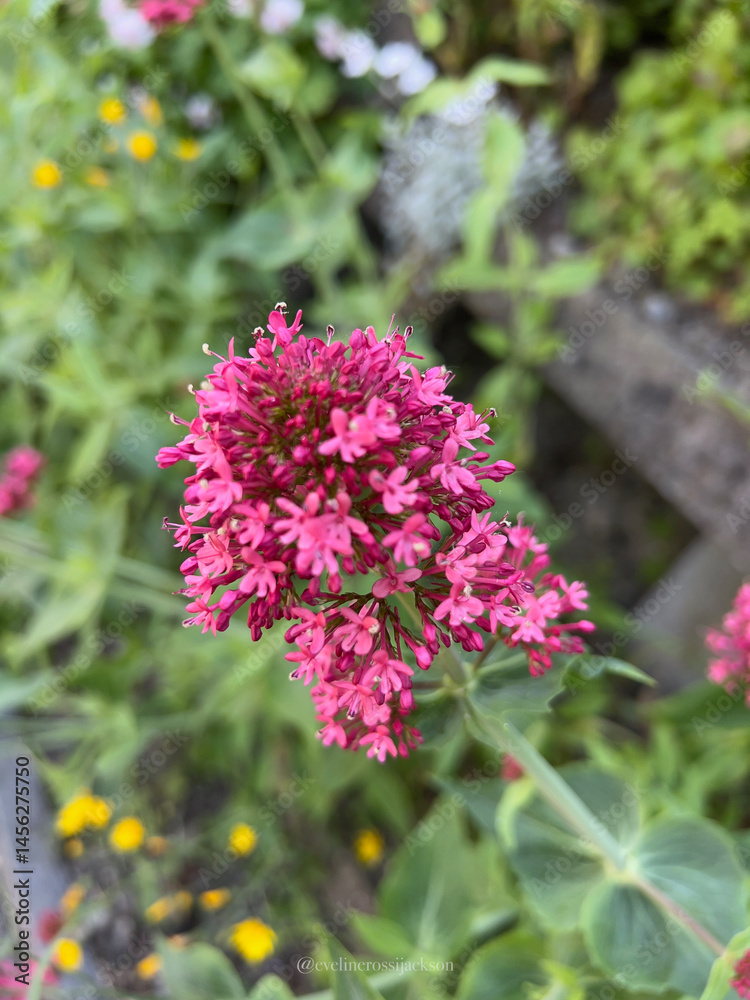Obraz premium Pink flowers blooming in May