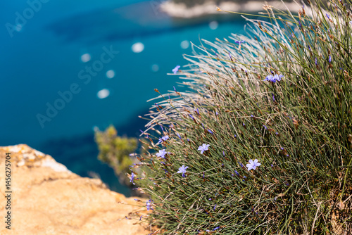 Plante en touffe avec petites fleurs bleu clair violet sur une falaise au premier plan avec la mer bleu turquoise en arrière plan, aphyllanthe de Montpellier
