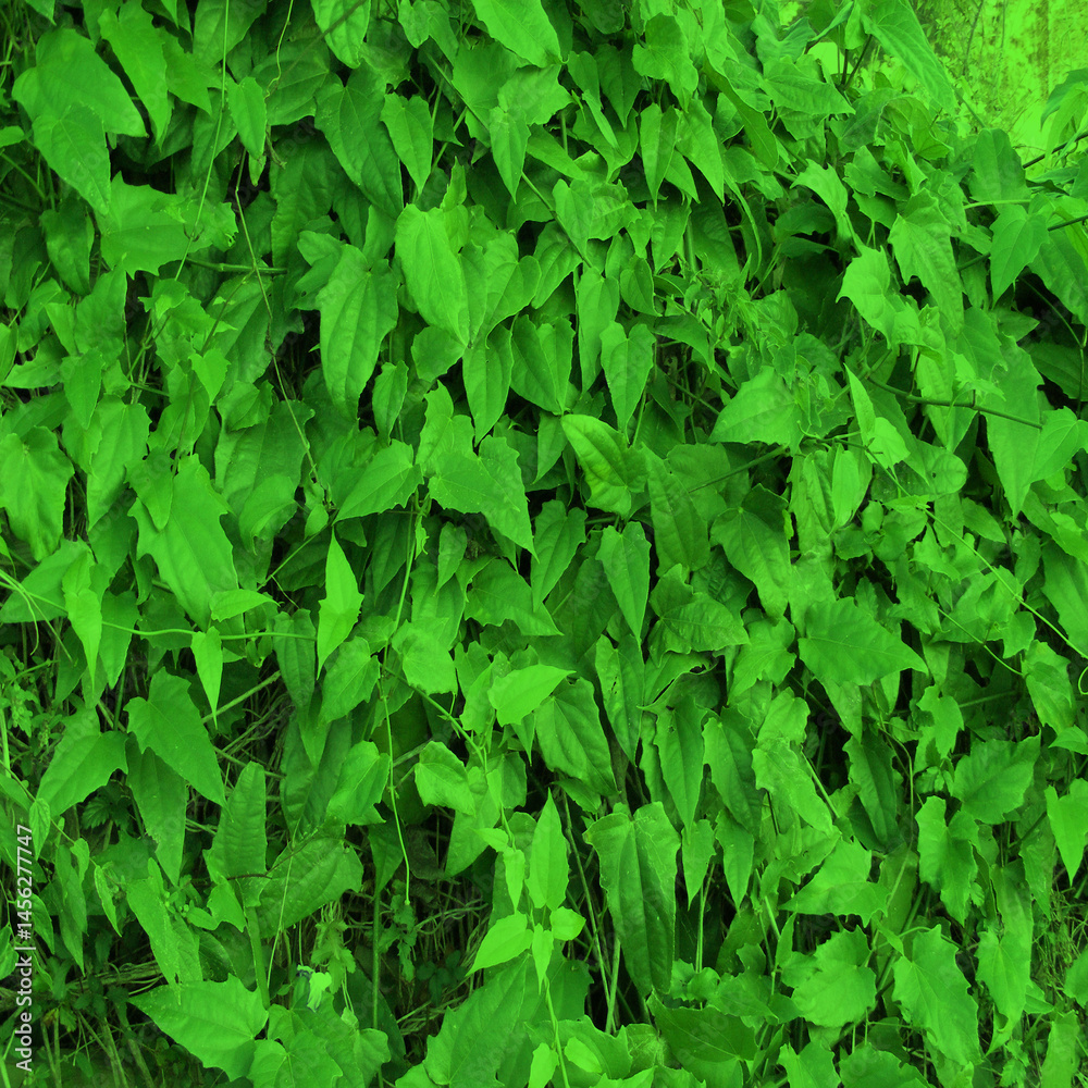 Obraz premium Vibrant green foliage texture with dense leafy plants and natural organic detail. Lush botanical background ideal for nature themes, eco designs, gardening projects, and creative layouts.
