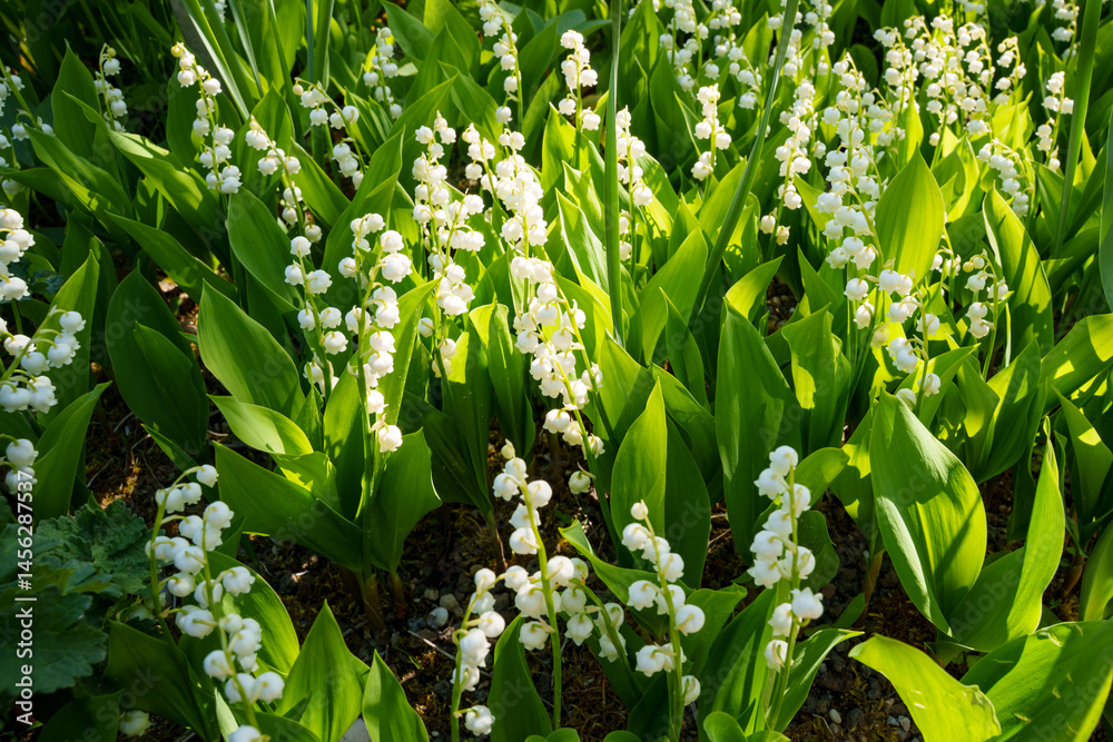 Obraz premium A colony of fresh Lily of the valley (Convallaria majalis), white small fragrant flowers in green leaves. Other names include May bells, Our Lady's tears, and Mary's tears.