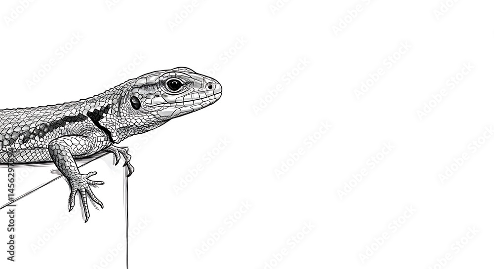 Fototapeta premium black and white minimalist sketch, lizard perched on the left edge of a table, with empty space on the right for text. ,isolated on bright background, no text, ultra sharp detailed