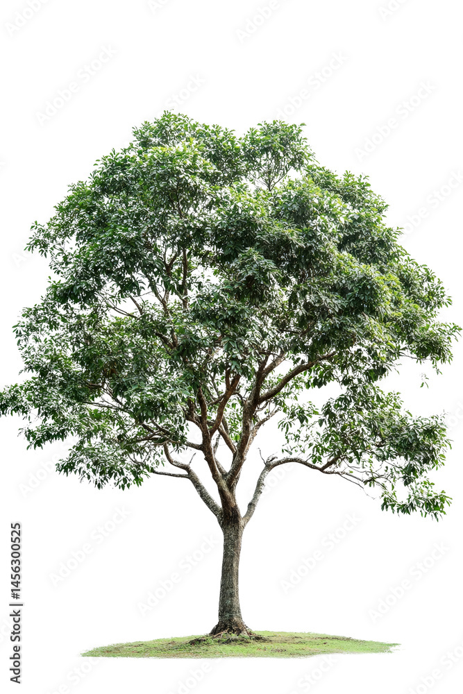 Obraz premium A big tree without any visible background, fully isolated