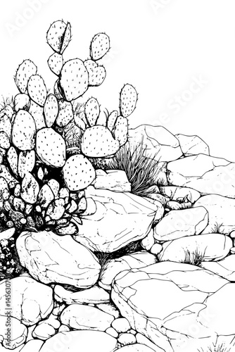 Prickly Pear Growing Among Rocks, coloring book design, vector illustration