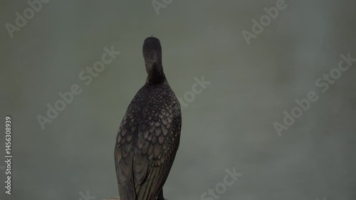 The Indian cormorant or Indian shag (Phalacrocorax fuscicollis) on natural background. Free space for text. Beautiful bird.