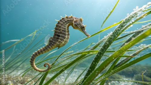 Underwater Seahorse Portrai...