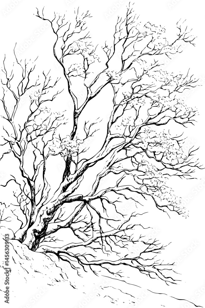 Fototapeta premium Snow Resting On Bare Branches, coloring book design, vector illustration