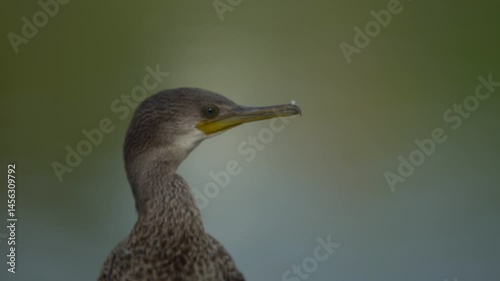 The Indian cormorant or Indian shag (Phalacrocorax fuscicollis) on natural background. Free space for text. Beautiful bird.