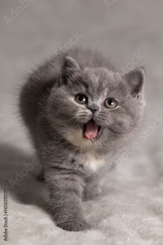 Portrait of a small British kitten
