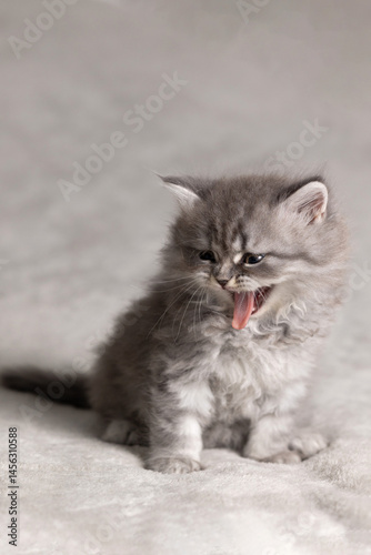 Portrait of a small British kitten