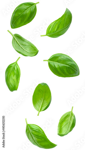 Fresh basil leaves falling against transparent background