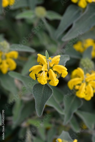Obraz na płótnie Jerusalem sage yellow flower - Latin name - Phlomis fruticosa w salonie