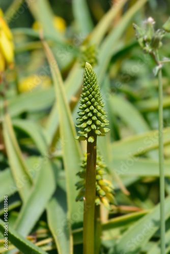 Obraz na płótnie Red Hot Poker flower bud - Latin name - Kniphofia hybrids w salonie