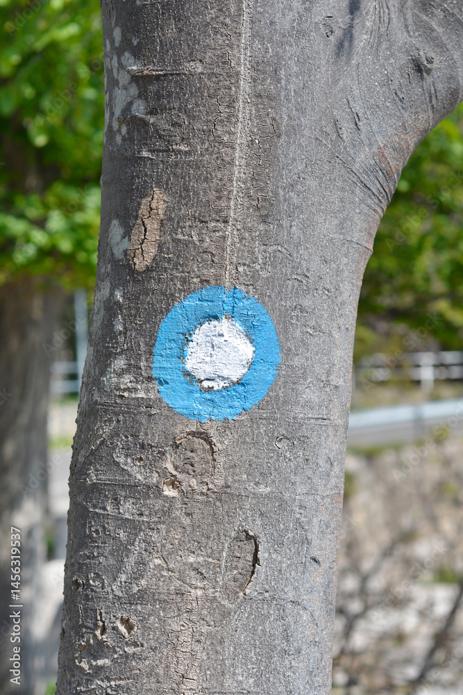 A tree trunk features a painted blue circle with a white center - a trail marker in a natural setting